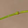 Fotografia 5 da espécie Diplotaxis tenuifolia do Jardim Botânico UTAD