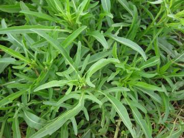 Fotografia da espécie Diplotaxis tenuifolia