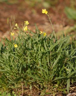 Fotografia 7 da espécie Diplotaxis tenuifolia no Jardim Botânico UTAD