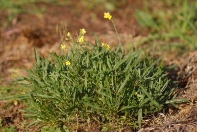 Fotografia da espécie Diplotaxis tenuifolia