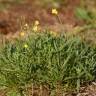 Fotografia 7 da espécie Diplotaxis tenuifolia do Jardim Botânico UTAD