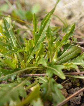 Fotografia 10 da espécie Diplotaxis tenuifolia no Jardim Botânico UTAD