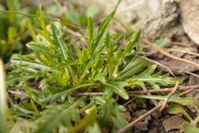 Fotografia da espécie Diplotaxis tenuifolia