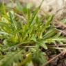 Fotografia 10 da espécie Diplotaxis tenuifolia do Jardim Botânico UTAD