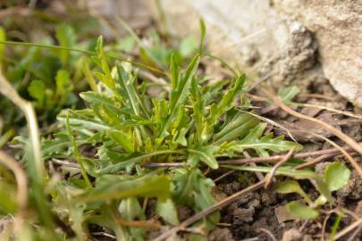 Fotografia da espécie Diplotaxis tenuifolia