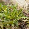 Fotografia 12 da espécie Diplotaxis tenuifolia do Jardim Botânico UTAD