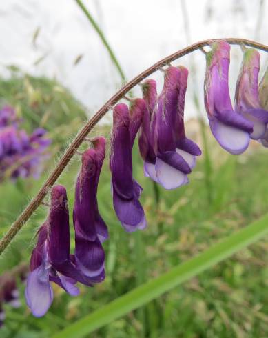 Fotografia de capa Vicia cracca - do Jardim Botânico