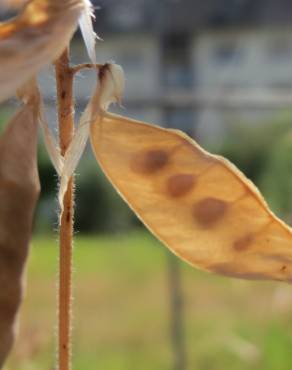 Fotografia 11 da espécie Vicia cracca no Jardim Botânico UTAD