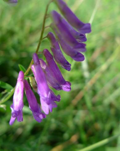 Fotografia de capa Vicia villosa - do Jardim Botânico