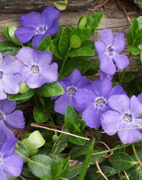 Fotografia 10 da espécie Vinca minor no Jardim Botânico UTAD