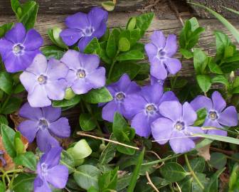 Fotografia da espécie Vinca minor