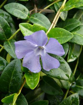 Fotografia 11 da espécie Vinca minor no Jardim Botânico UTAD