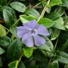 Fotografia 11 da espécie Vinca minor do Jardim Botânico UTAD