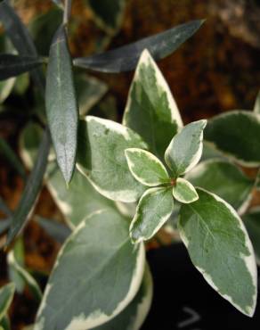 Fotografia 12 da espécie Vinca minor no Jardim Botânico UTAD