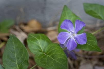 Fotografia da espécie Vinca minor