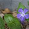 Fotografia 14 da espécie Vinca minor do Jardim Botânico UTAD