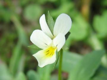 Fotografia da espécie Viola arvensis