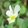 Fotografia 3 da espécie Viola arvensis do Jardim Botânico UTAD