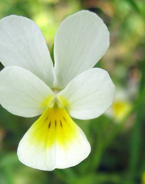 Fotografia 4 da espécie Viola arvensis no Jardim Botânico UTAD