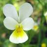 Fotografia 4 da espécie Viola arvensis do Jardim Botânico UTAD