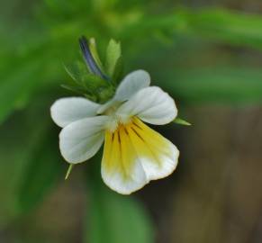 Fotografia da espécie Viola arvensis