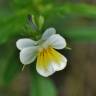 Fotografia 5 da espécie Viola arvensis do Jardim Botânico UTAD