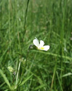 Fotografia 6 da espécie Viola arvensis no Jardim Botânico UTAD