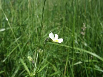 Fotografia da espécie Viola arvensis