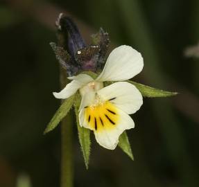 Fotografia da espécie Viola arvensis