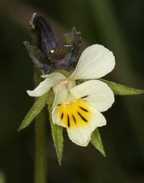 Fotografia 7 da espécie Viola arvensis no Jardim Botânico UTAD