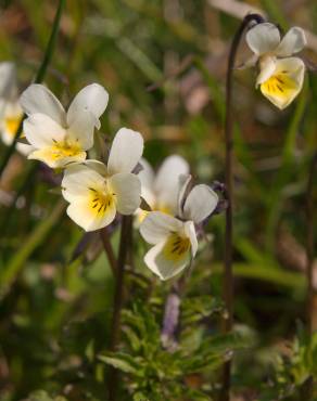 Fotografia 8 da espécie Viola arvensis no Jardim Botânico UTAD