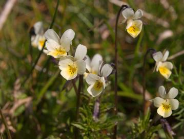 Fotografia da espécie Viola arvensis