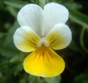 Fotografia da espécie Viola arvensis