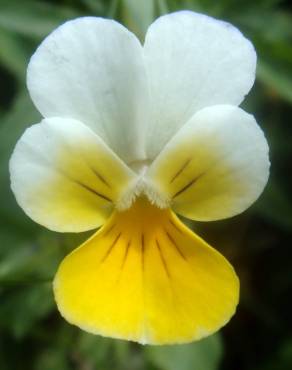 Fotografia 9 da espécie Viola arvensis no Jardim Botânico UTAD