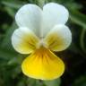 Fotografia 9 da espécie Viola arvensis do Jardim Botânico UTAD