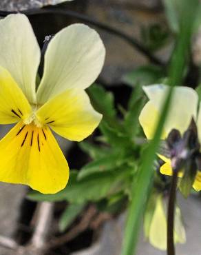 Fotografia 10 da espécie Viola arvensis no Jardim Botânico UTAD