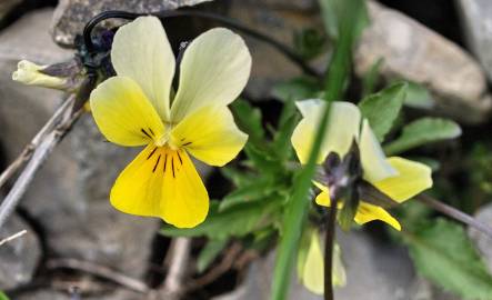 Fotografia da espécie Viola arvensis