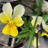 Fotografia 10 da espécie Viola arvensis do Jardim Botânico UTAD