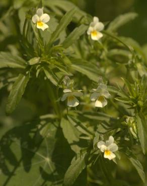 Fotografia 11 da espécie Viola arvensis no Jardim Botânico UTAD