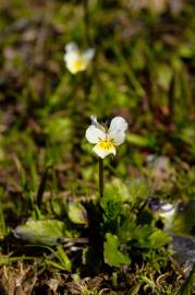 Fotografia da espécie Viola arvensis