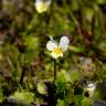 Fotografia 12 da espécie Viola arvensis do Jardim Botânico UTAD