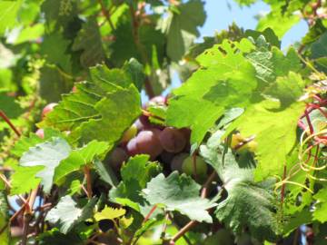 Fotografia da espécie Vitis vinifera