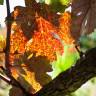 Fotografia 5 da espécie Vitis vinifera do Jardim Botânico UTAD