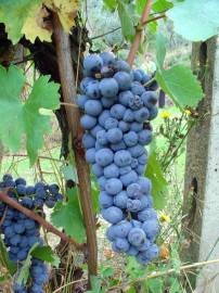 Fotografia da espécie Vitis vinifera