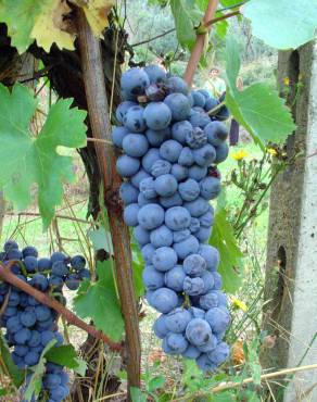 Fotografia 7 da espécie Vitis vinifera no Jardim Botânico UTAD