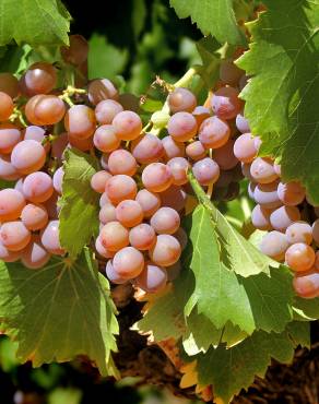 Fotografia 1 da espécie Vitis vinifera no Jardim Botânico UTAD