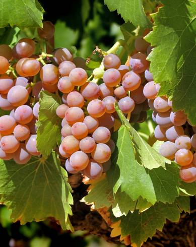 Fotografia de capa Vitis vinifera - do Jardim Botânico