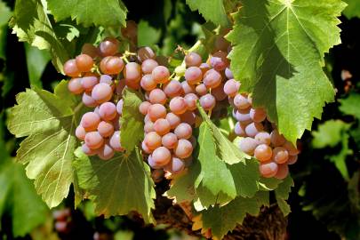 Fotografia da espécie Vitis vinifera