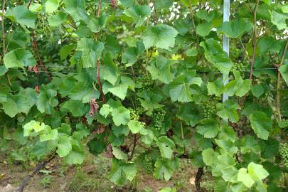 Fotografia da espécie Vitis vinifera