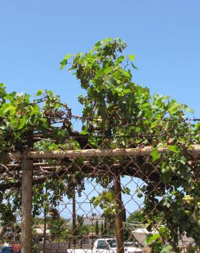 Fotografia 10 da espécie Vitis vinifera no Jardim Botânico UTAD